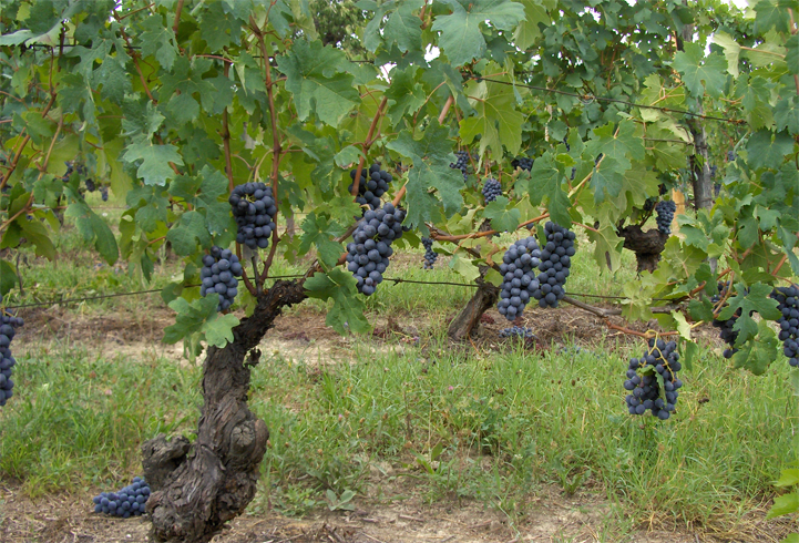 Barbera