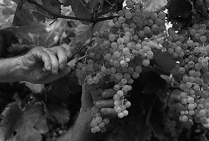 Carmenère