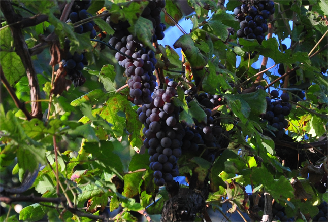 Nebbiolo