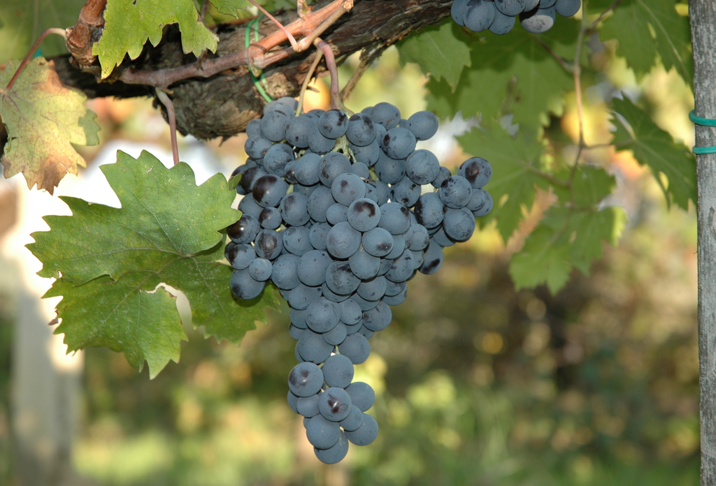 Sangiovese