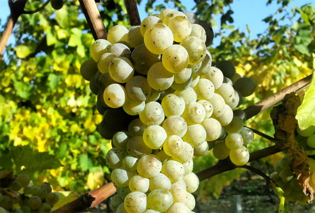 Trebbiano