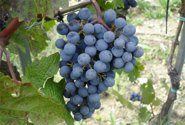Bordeaux Varieties